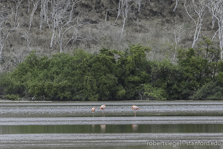 galapagos flamingos